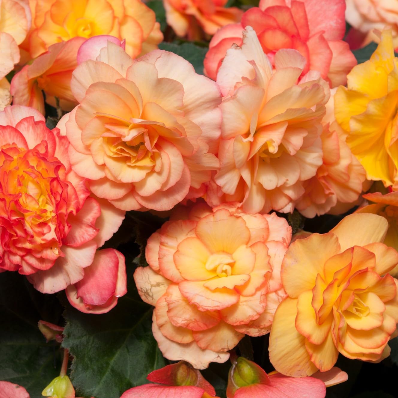 PREMIER SEEDS DIRECT - Begonia Tuberous - ON TOP - Sunset Shades F1-15 PELLETS