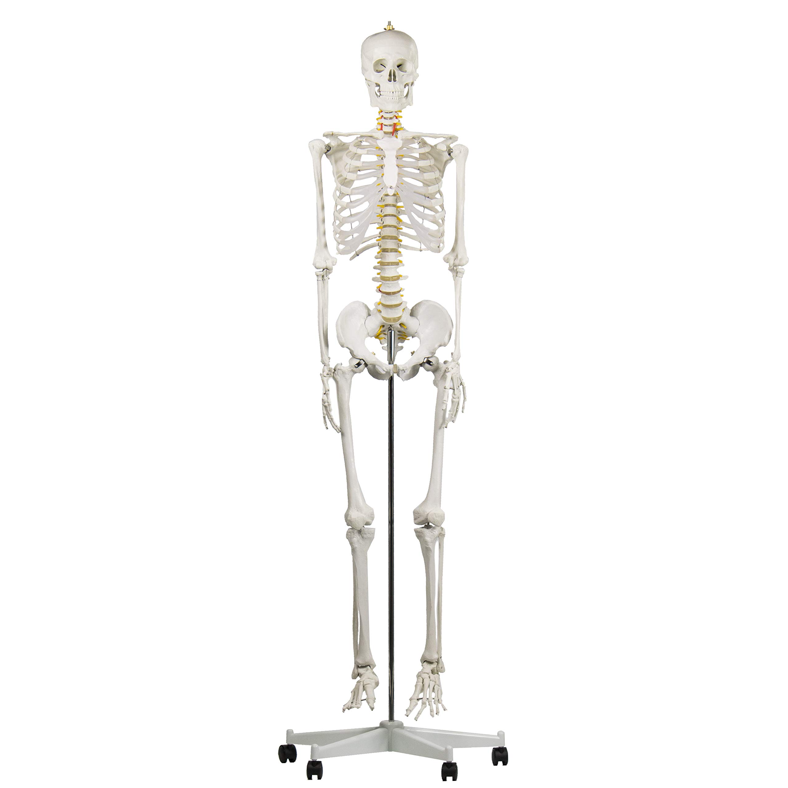 Buy Human Skeleton Model for Anatomy Life Size Medical Human Skeleton