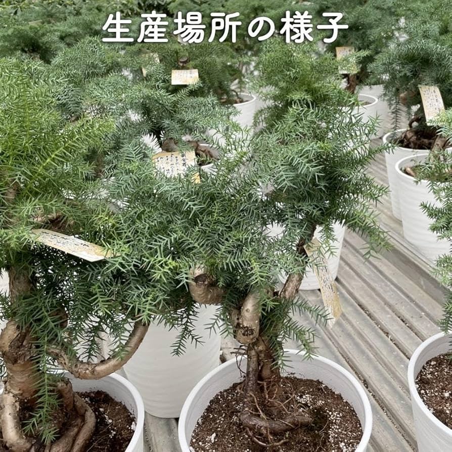特良！アローカリア シマナンヨウスギ盆栽仕立て 観葉植物 シンボルツリー Amazon.co.jp: 観葉植物 黄金昇り竜 シマナンヨウスギ