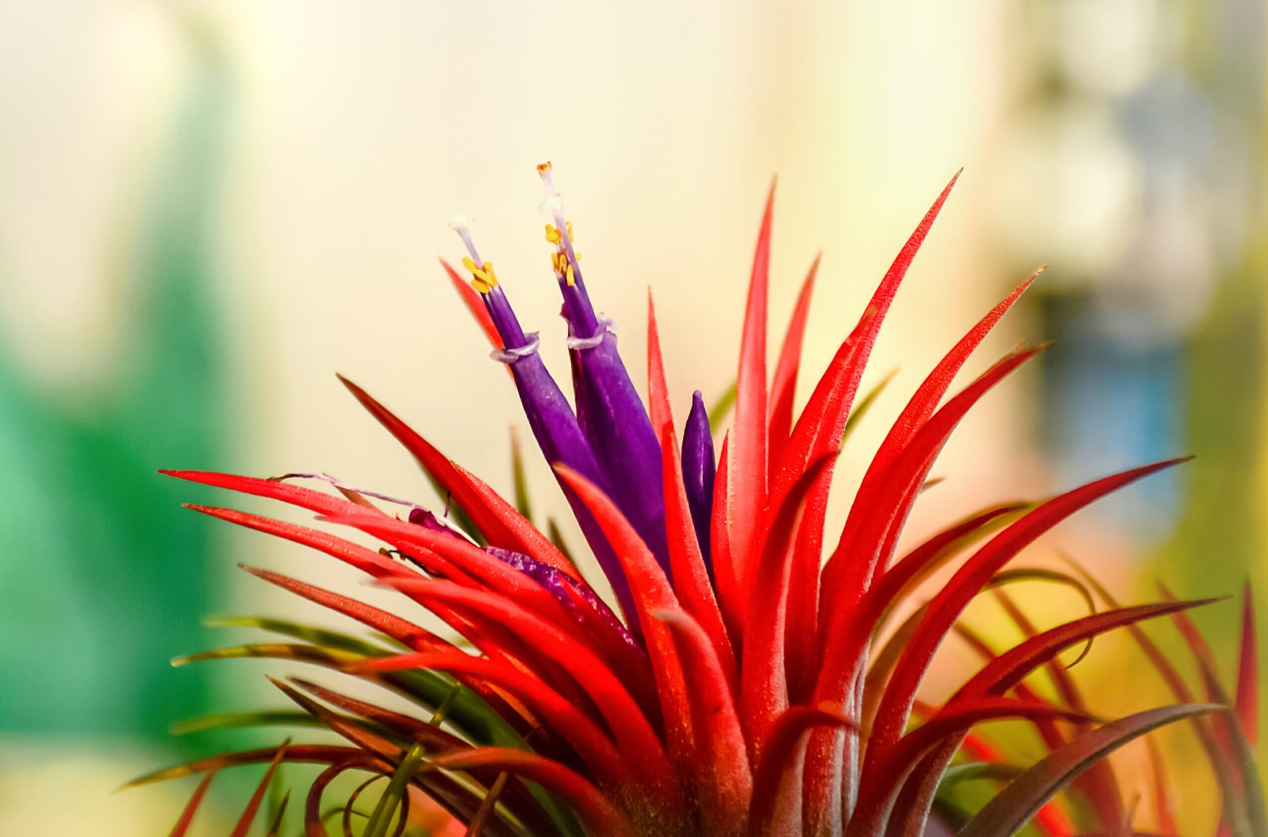 Tillandsia Ionantha Var. Ionantha: Pianta Aerea Compatta E - Foto 3