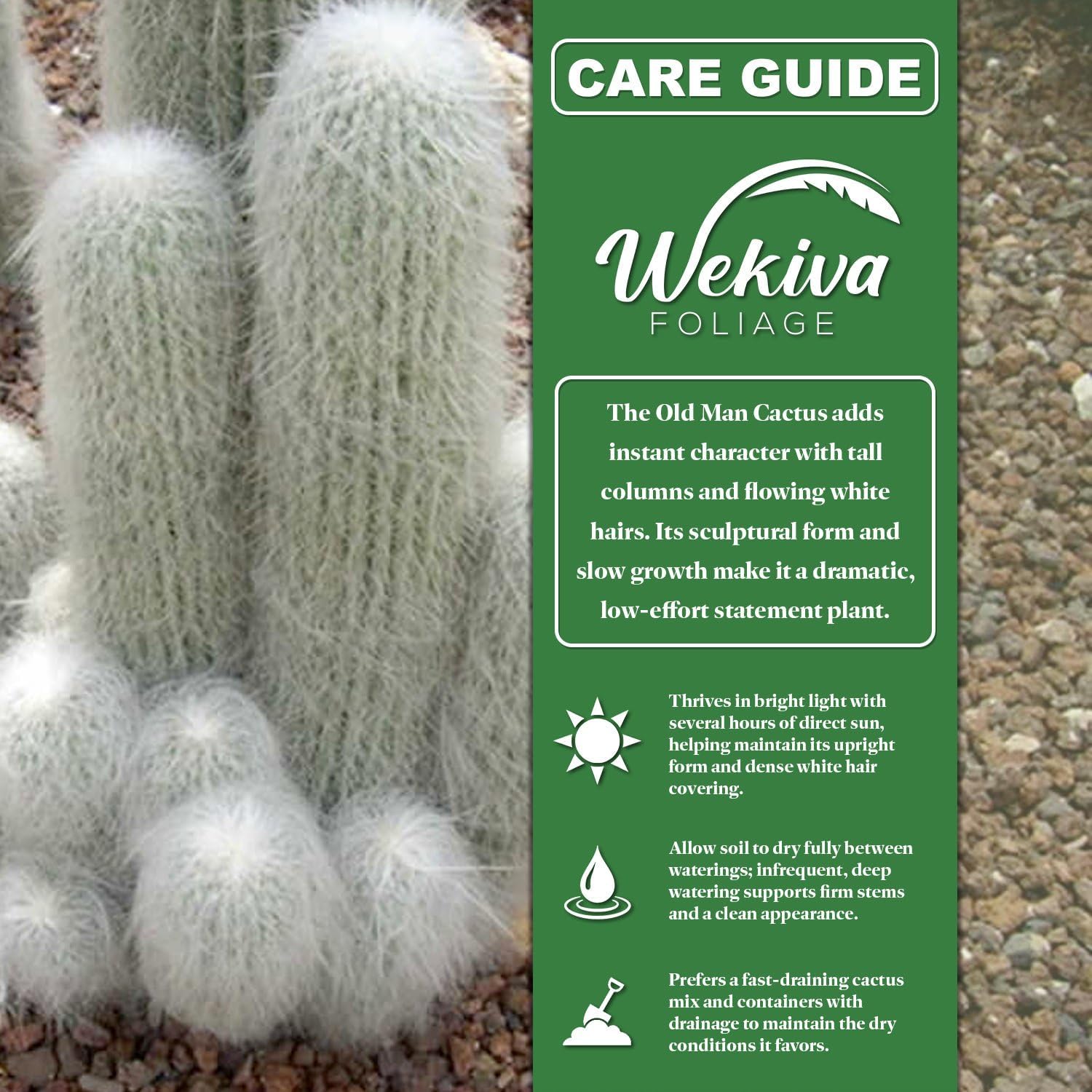 Old Man Cactus - 3 Live Plants in 4 Inch Growers Pots - Cephalocereus Senilis - Beautiful Exotic Indoor Hairy Column Cacti Succulent Houseplant