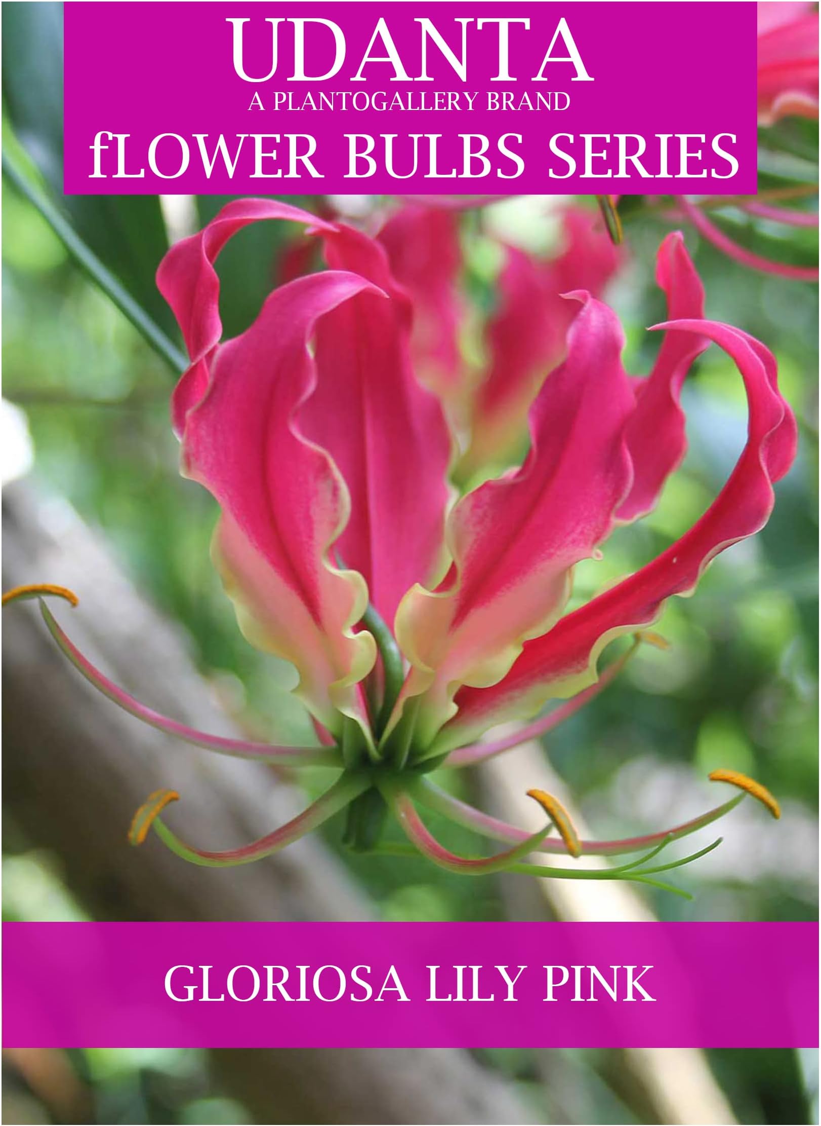 Udanta Gloriosa Lily - Flaming Lily Bulbs Climbing For Home Gardening - Pack of 10 Bulbs (Set OF 3 Pkt)