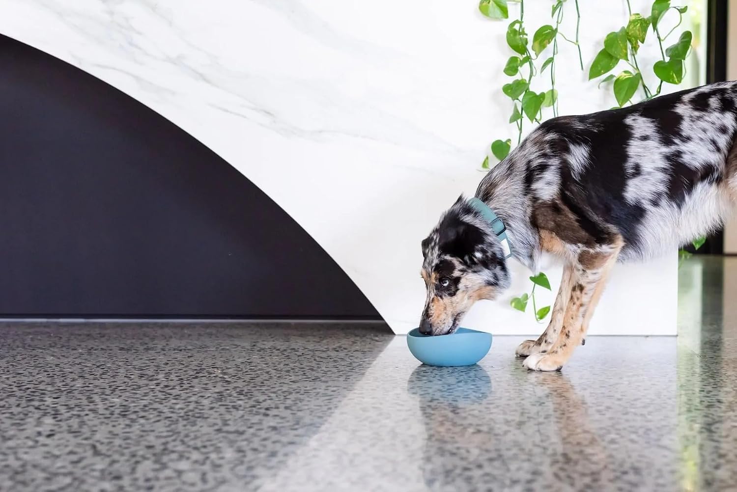 Fuzzyard Pet Silicone Dog Bowl, Non-Slip Bottom, Easy to Clean, Dishwasher Safe, Colorful Design (French Blue, Small)