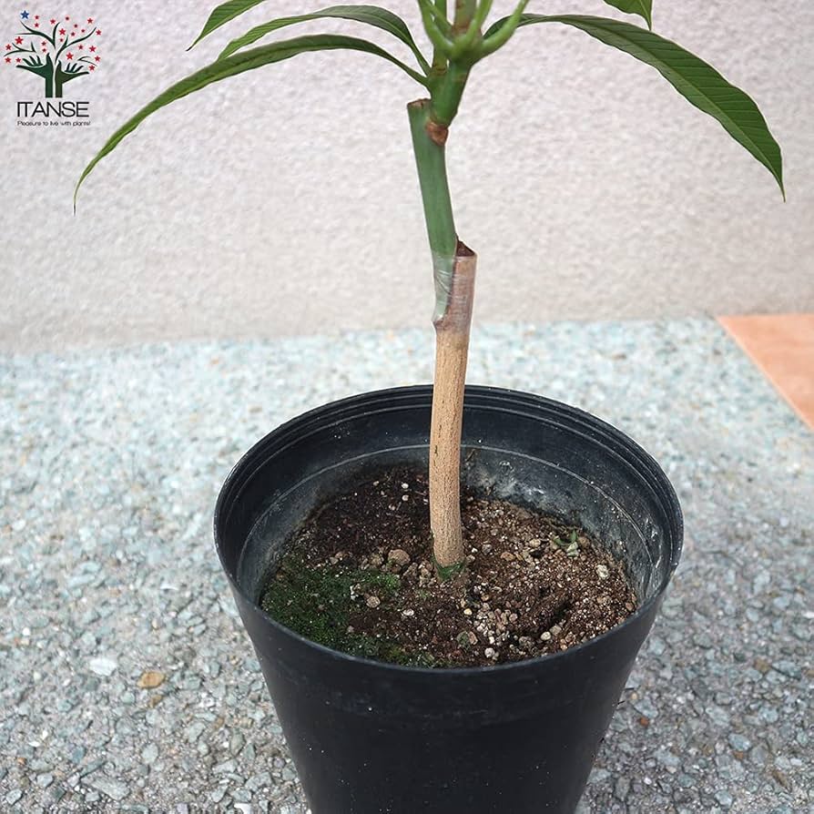 きなこ 様用20.ヤマシタマンゴー苗　耐寒性 Amazon.co.jp: マンゴーの苗木 品種:紅金煌(べにきんこう) 6号