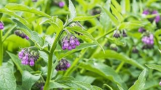 100+ Comfrey Seeds - Organic Non-GMO - Heirloom ( Symphytum officinale) - True Plant Herbs Comfrey Seeds for Planting