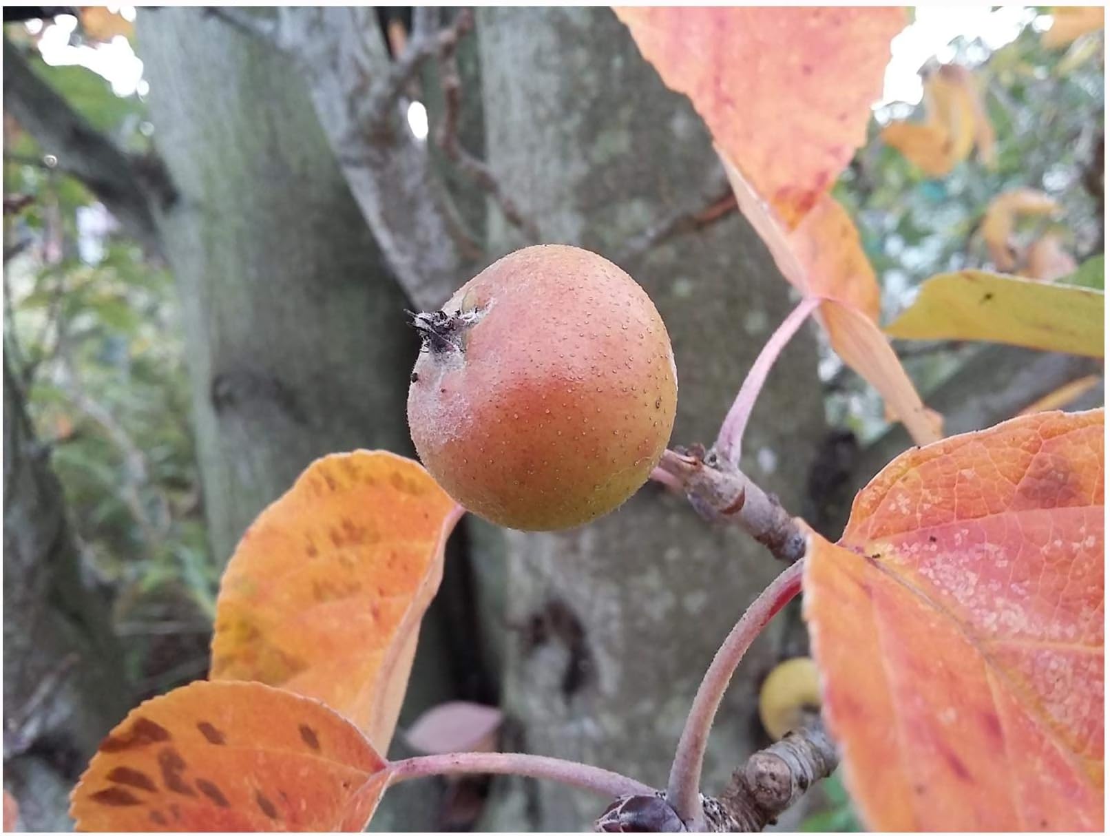 Pillar Apple, Malus tschonoskii, Small to Medium Sized Tree, Rarely Offered, Great for UK Climate, 20-30cm Plant in an 8cm Pot