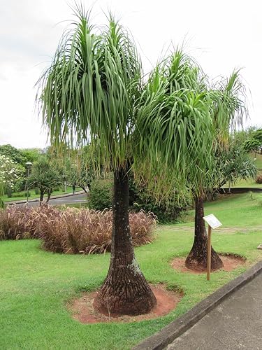 5 semillas de palma de cola de caballo para plantar - Beaucarnea Recurvata - Excelente planta de interior