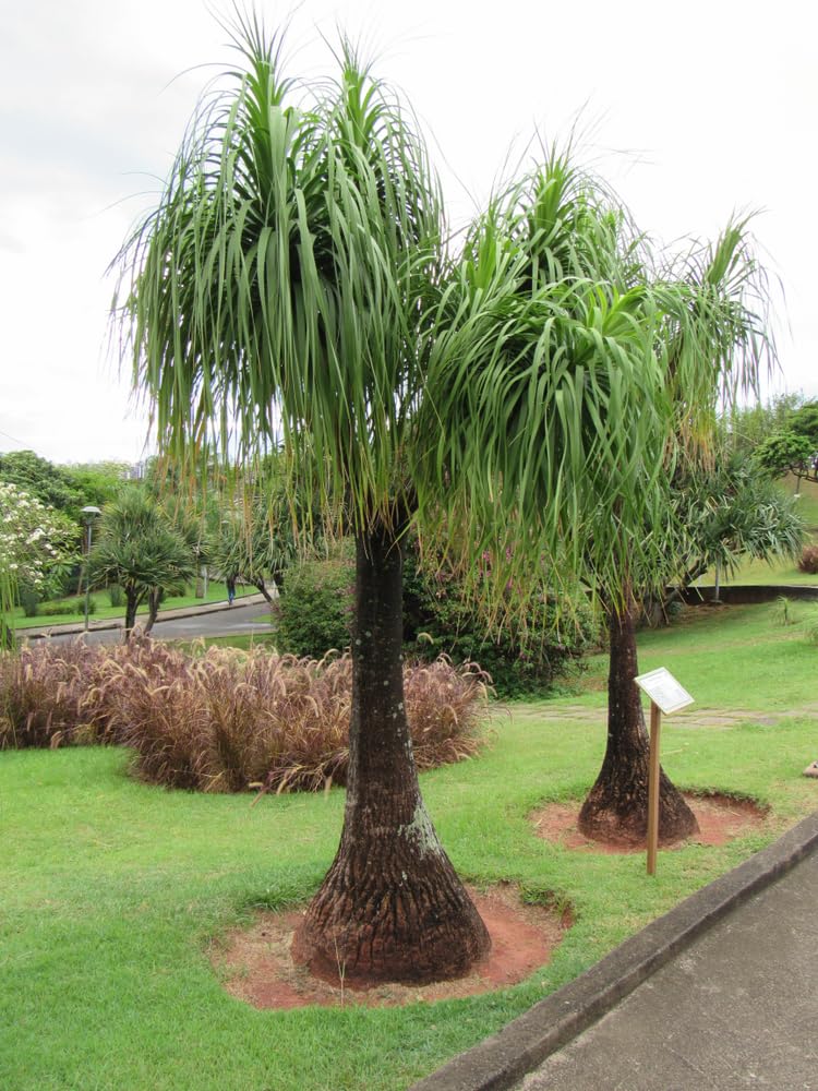 Amazon.com : 5 Ponytail Palm Seeds for Planting - Beaucarnea Recurvata -  Excellent Indoor Plant : Patio, Lawn & Garden