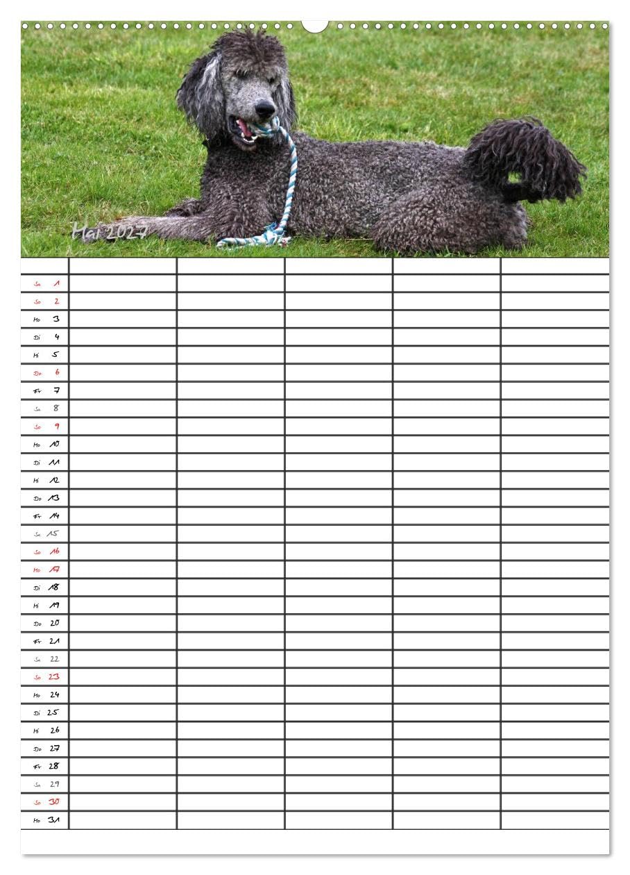 CALVENDO - Der Pudel-Familienplaner (Wandkalender 2027 DIN A2 hoch), Monatskalender: Der Pudel-Kalender für die ganze Familie