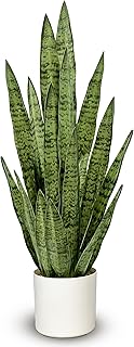 Fake Snake Plant 3FT, 35