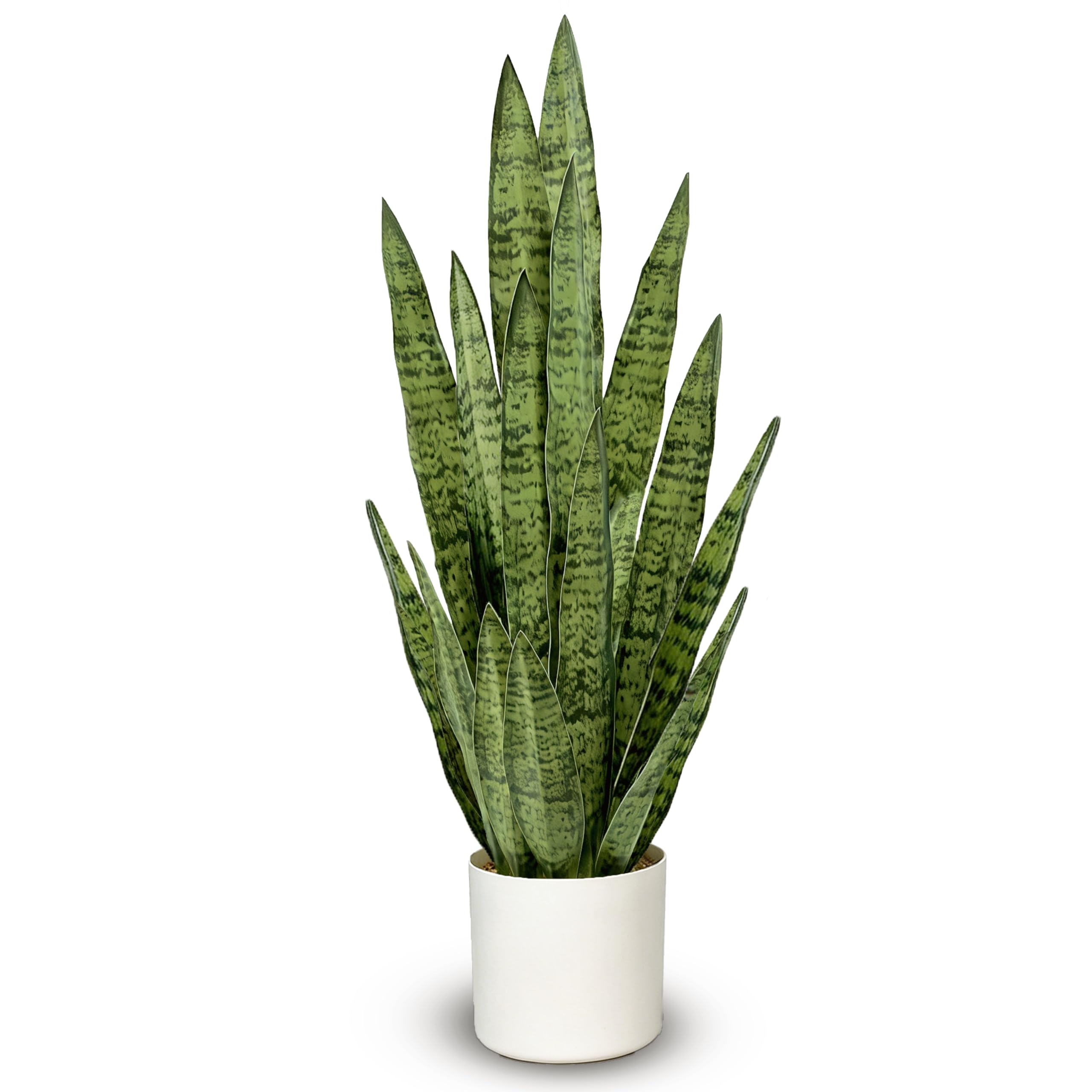 Joyplants 35 Snake Plant