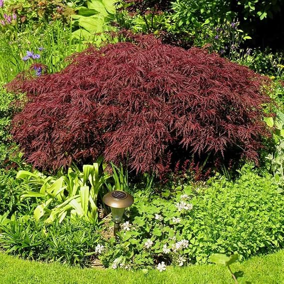 Brighter Blooms Red Dragon Japanese Maple Tree, 1-2 ft.