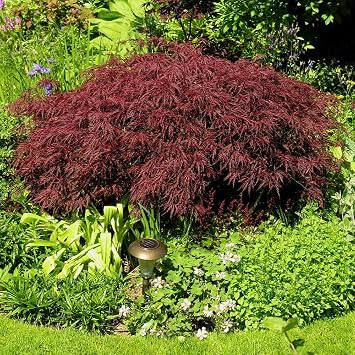 Brighter Blooms Red Dragon Japanese Maple Tree, 1-2 ft.