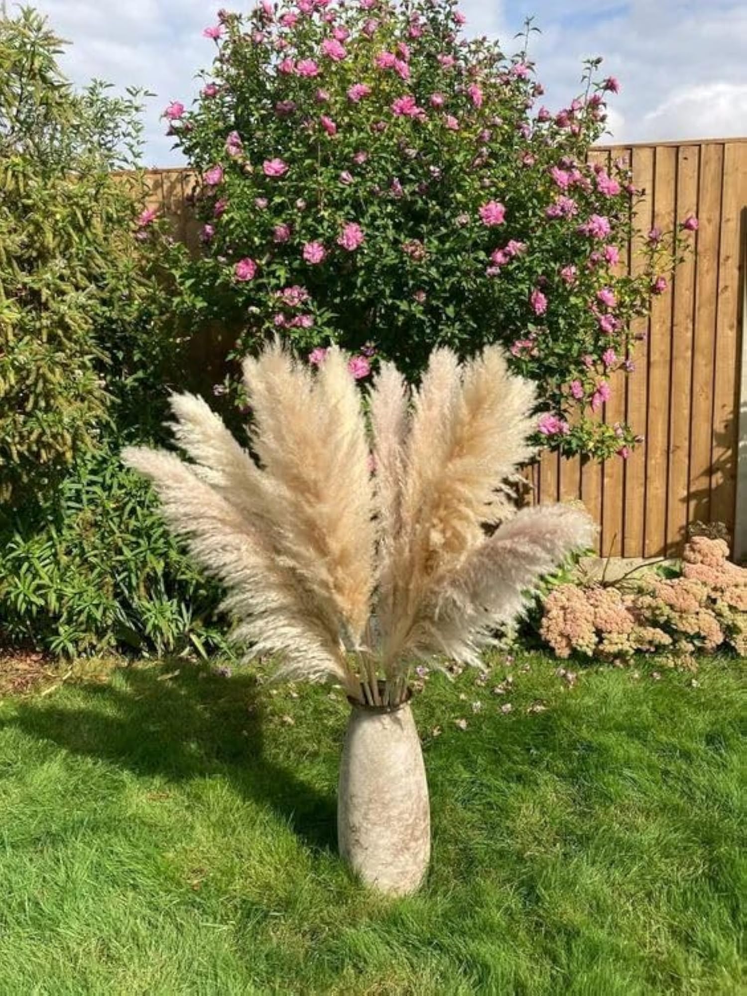 Vanchai Natural Dried Off White Pampas Grass