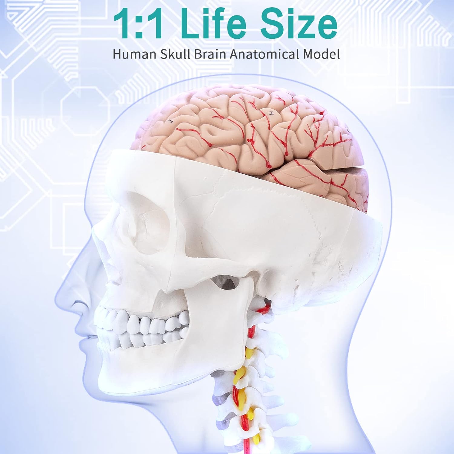 Human Skull Brain Anatomical Model - with Cervical Vertebra Life-Size Anatomy Model for Classroom Medical Study Teaching Education with Base