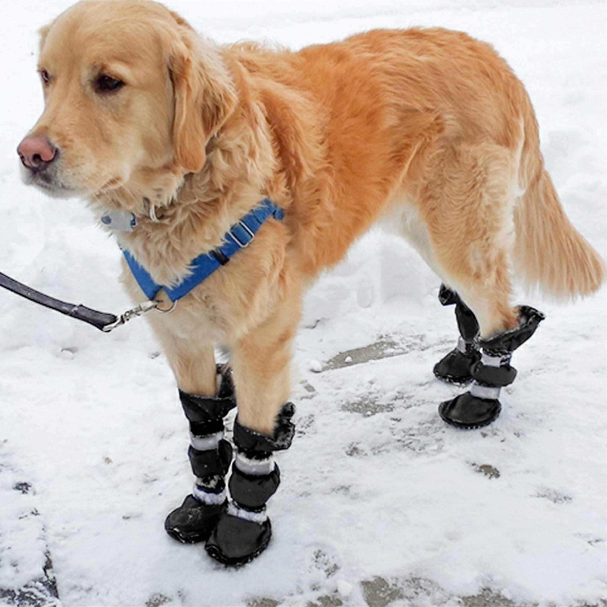 Bottes de Chaussures Imperméables Durables pour Chiens de Taille Moyenne Chaussures d'hiver en Caoutchouc pour Animaux de Compagnie