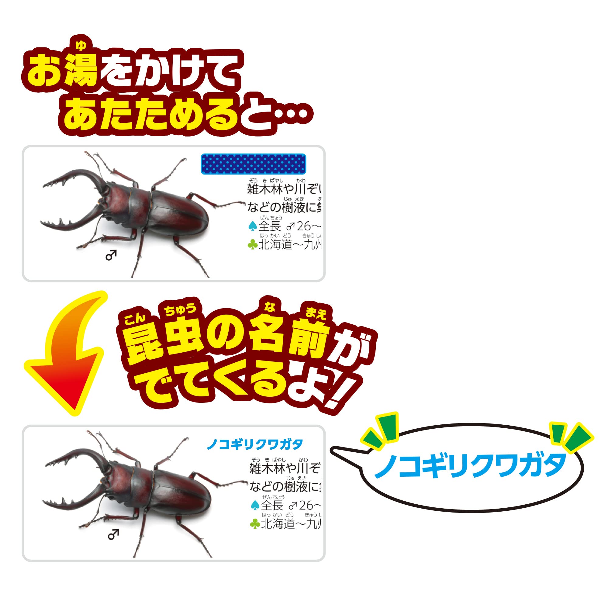 Amazon | パイロットコーポレーション(PILOT CORPORATION) こたえがで