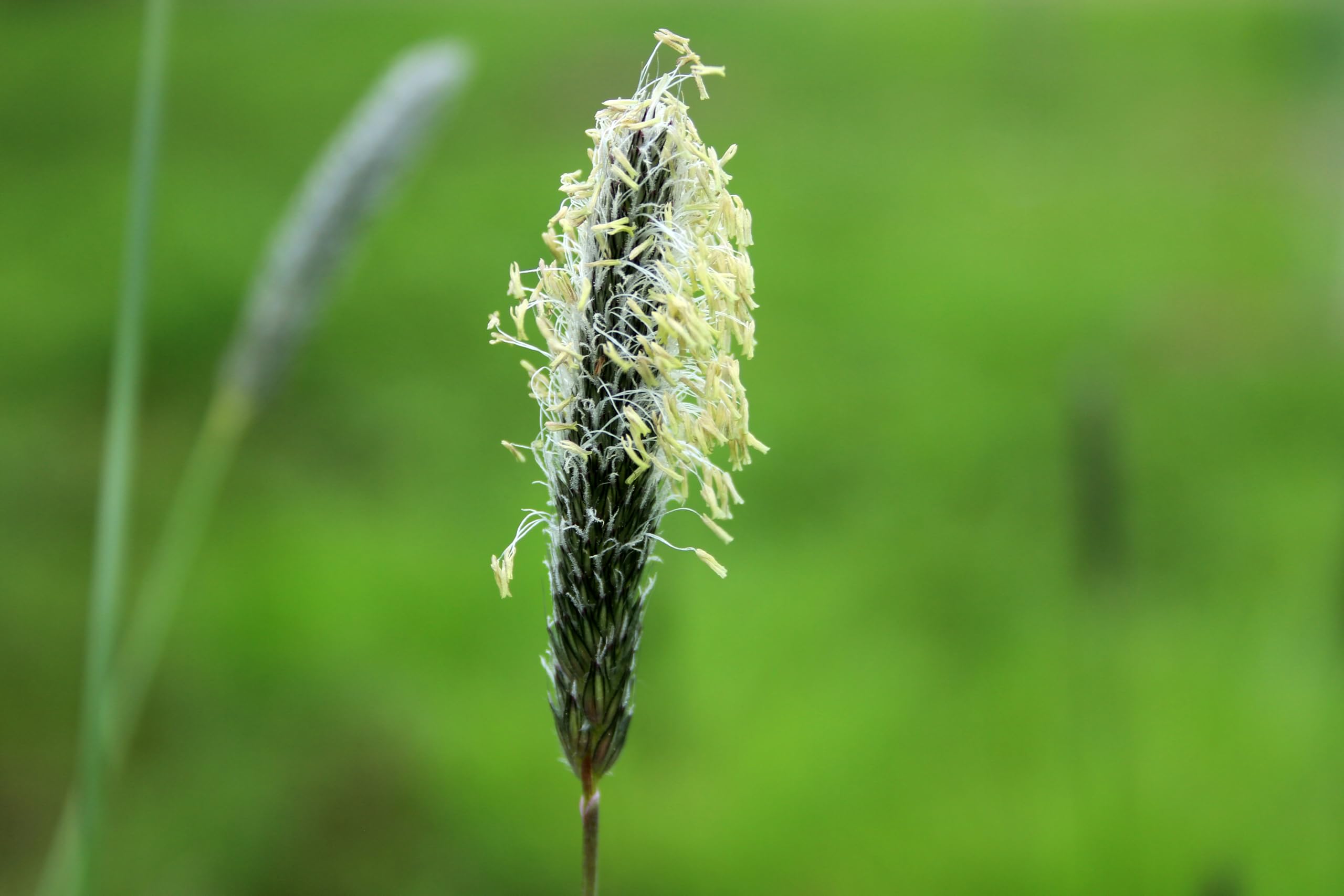 Wiesenfuchsschwanz (Alopecurus pratensis). Bei Wildtieren sehr beliebt (20000 Samen = 20,0g)
