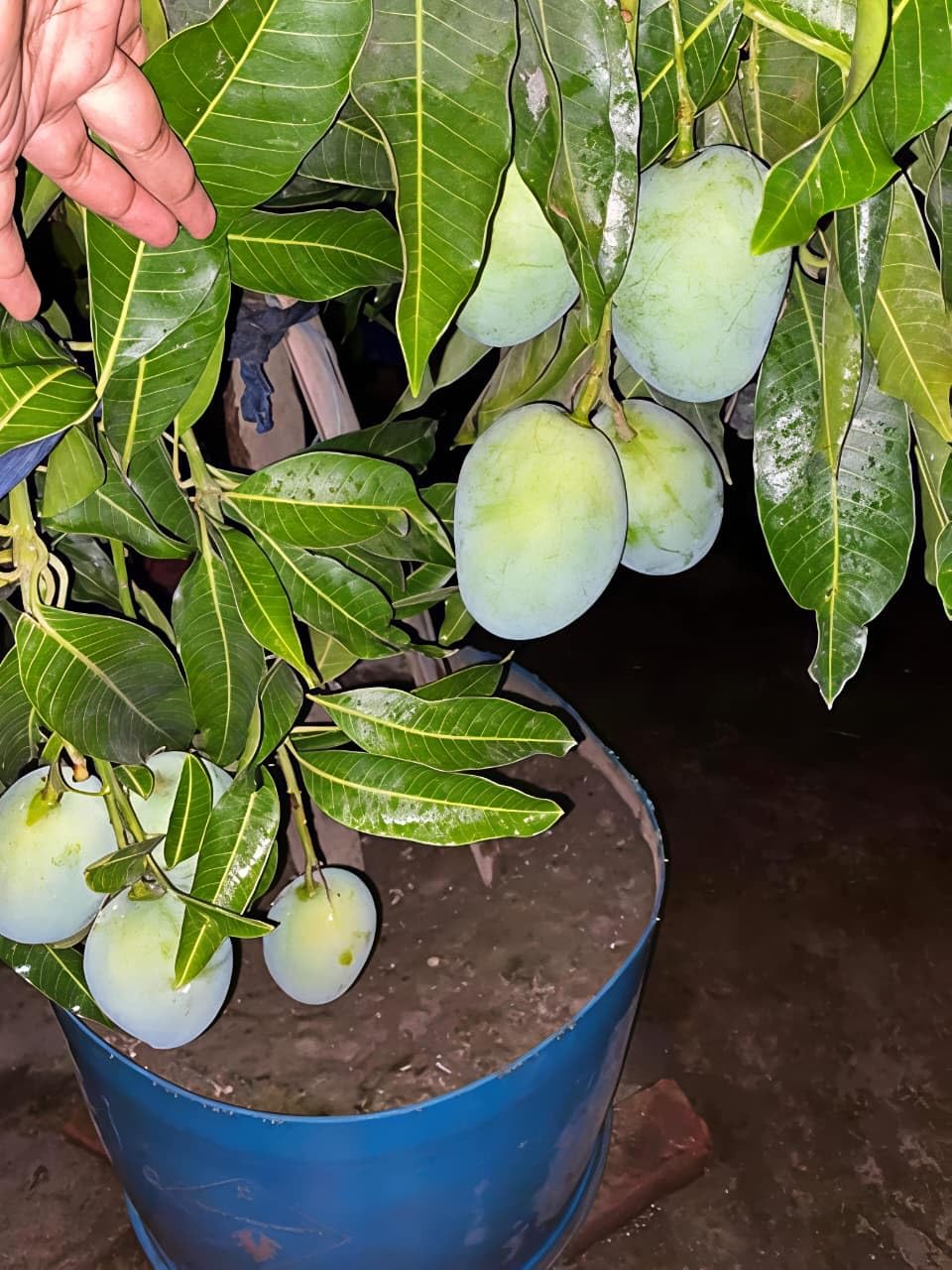Sujita Enterprise | Premium Sweet Kalapadi Mango Live Plant | Grafted, High-Yielding Variety | Guaranteed Fruit in 2 Years | (1.5-2.5 Ft)-image-47
