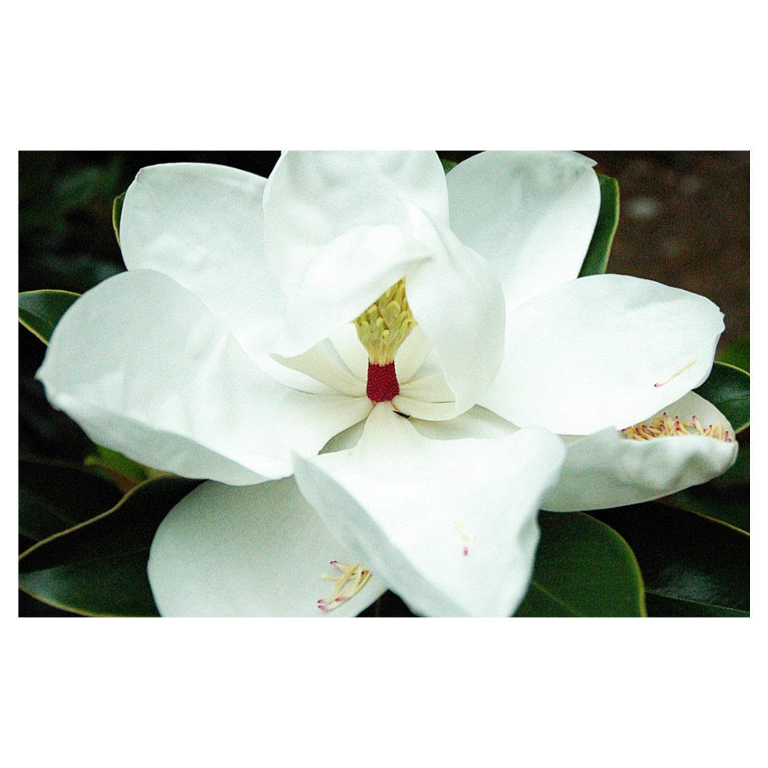 Amazon Co Jp マグノリアの木 ハーディ設立ルーツ 1ガロンポットに1工場 ホーム キッチン