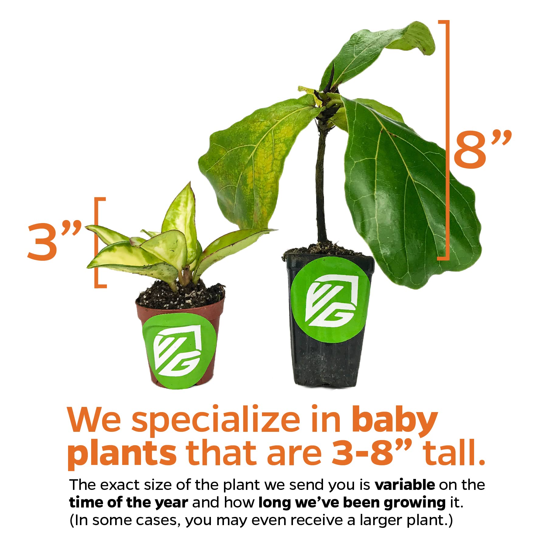 Amazon.com: Planta de dinero china - Pilea peperomioides by Wellspring  Gardens - Símbolo de prosperidad, hojas parecidas a monedas, vegetación de  fácil cuidado - Planta de interior - Planta de inicio -