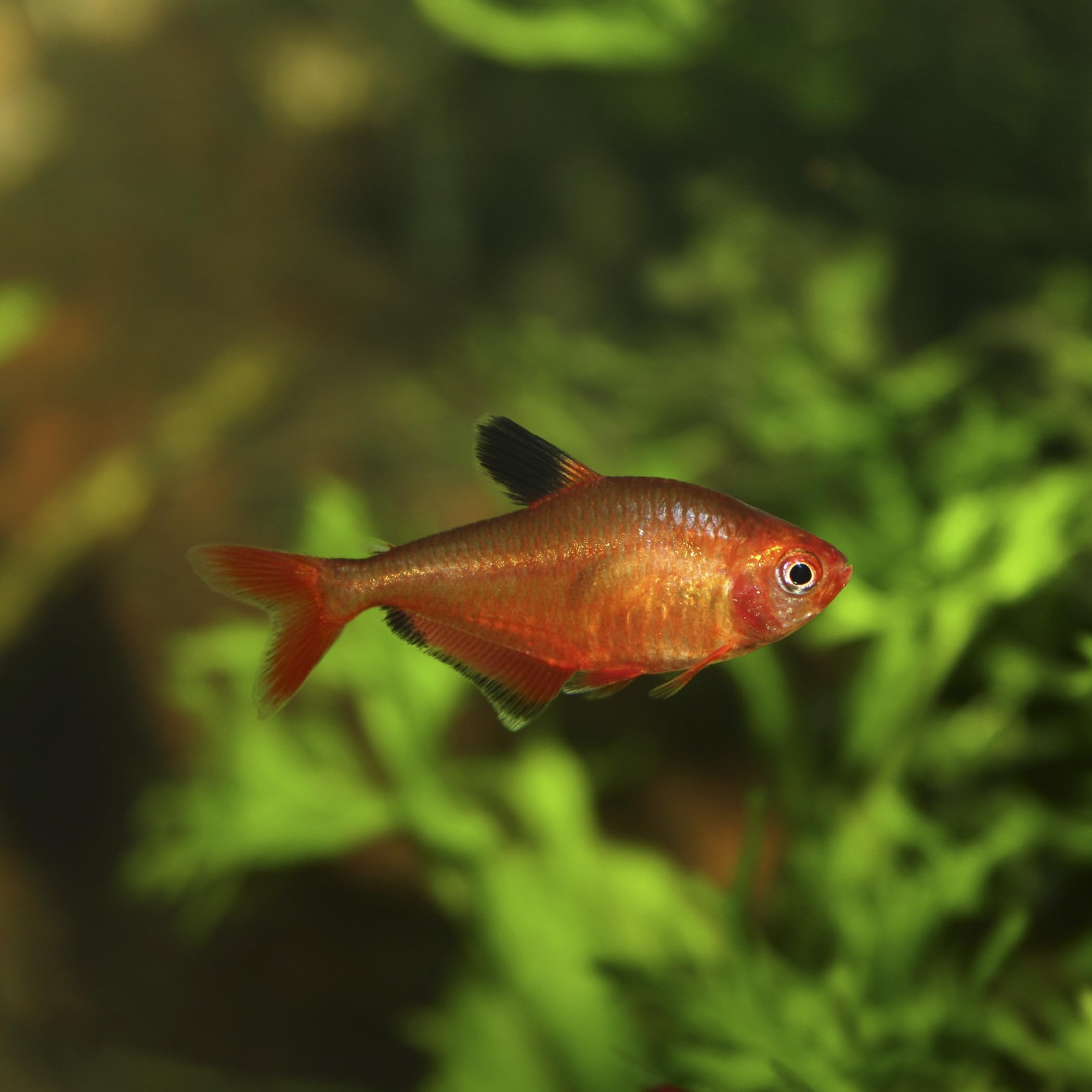 Artemia Color SoftGran, farbverstärkendes Alleinfutter für Zierfische, Soft Granulat, Farbfutter, Fischfutter