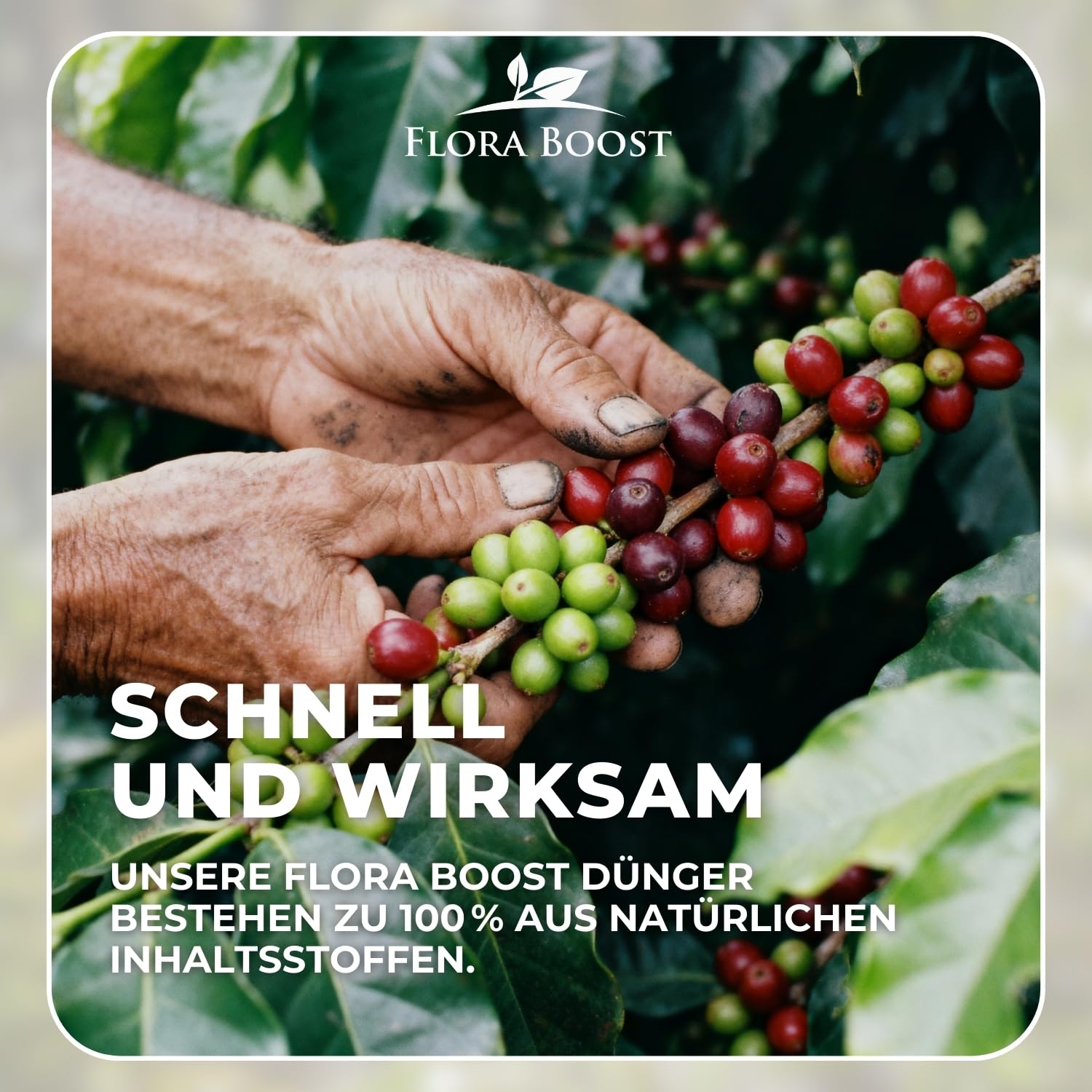 Konfitee Kaffee Pflanzen Dünger Flora Boost 5000ml I Für bis zu 1000L Gießwasser I Dünger für Kaffeesträucher I Flüssiger Blatt- & Wurzeldünger I 100% natürlicher Pflanzendünger