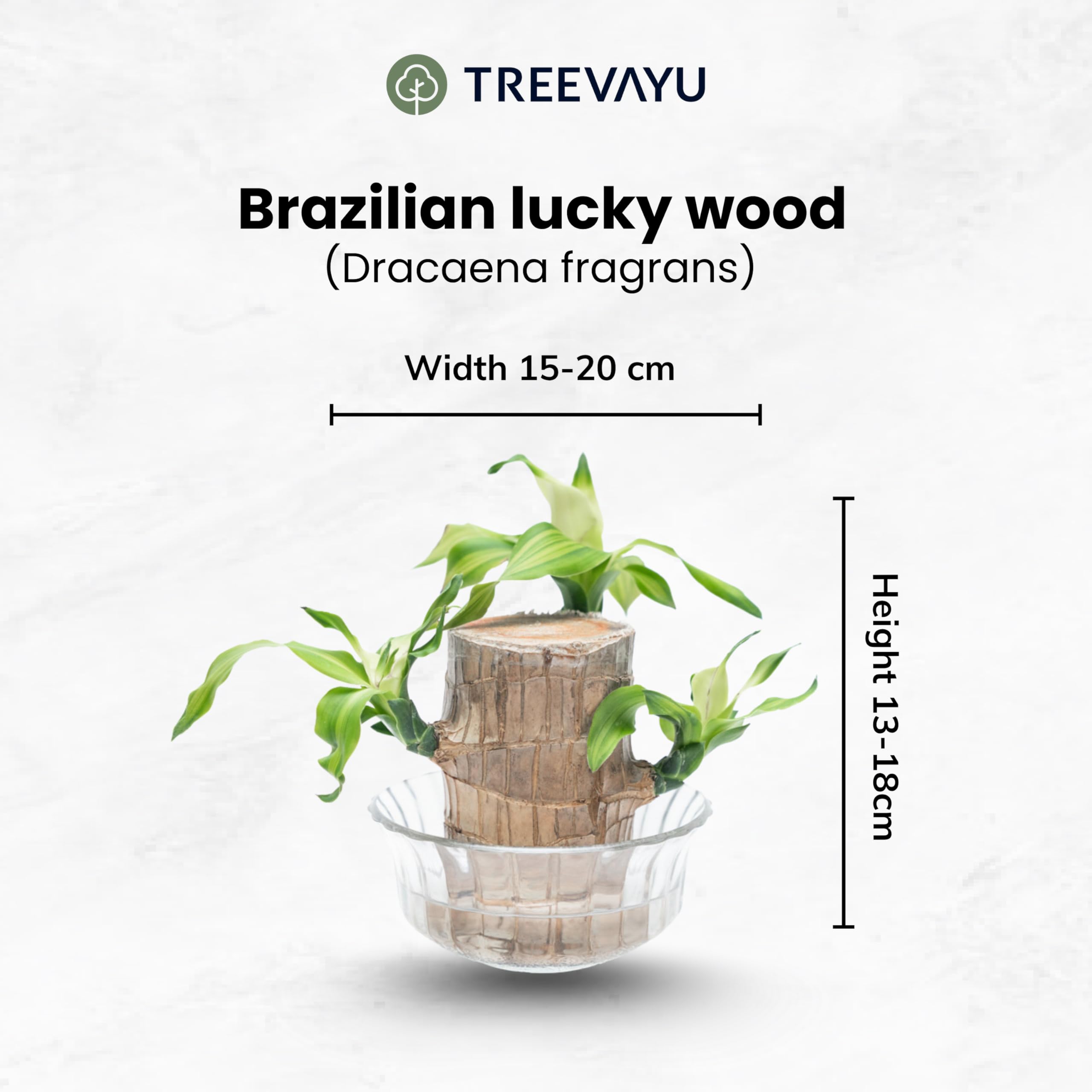 Treevayu Brazillian Wood Plant With Glass Bowl 2