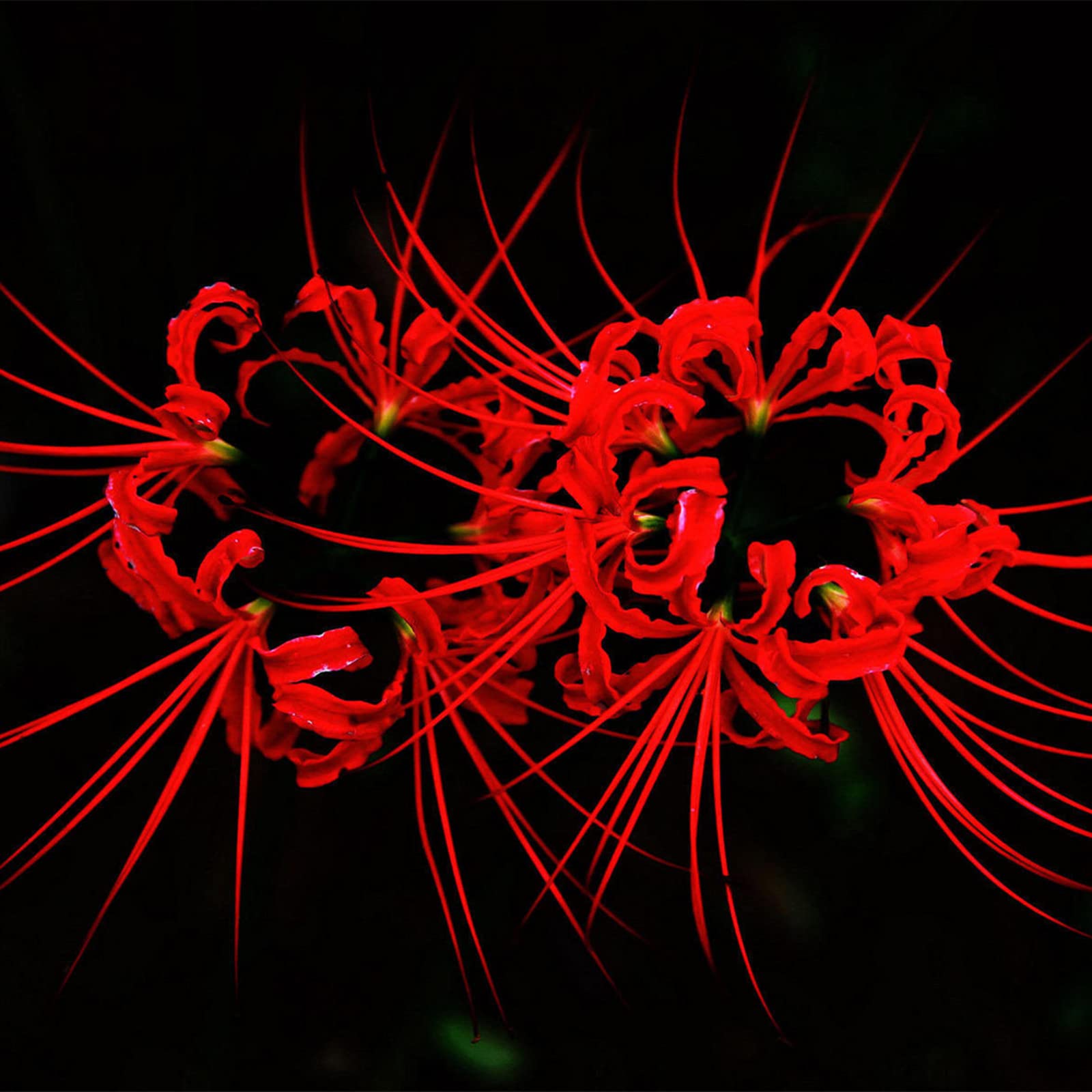 Lycoris Bulbs,Rare Plants, Red Spider Lily, Garden Flowers,Ornamental Flowers, Lycoris Hardy-8 Bulbs,c