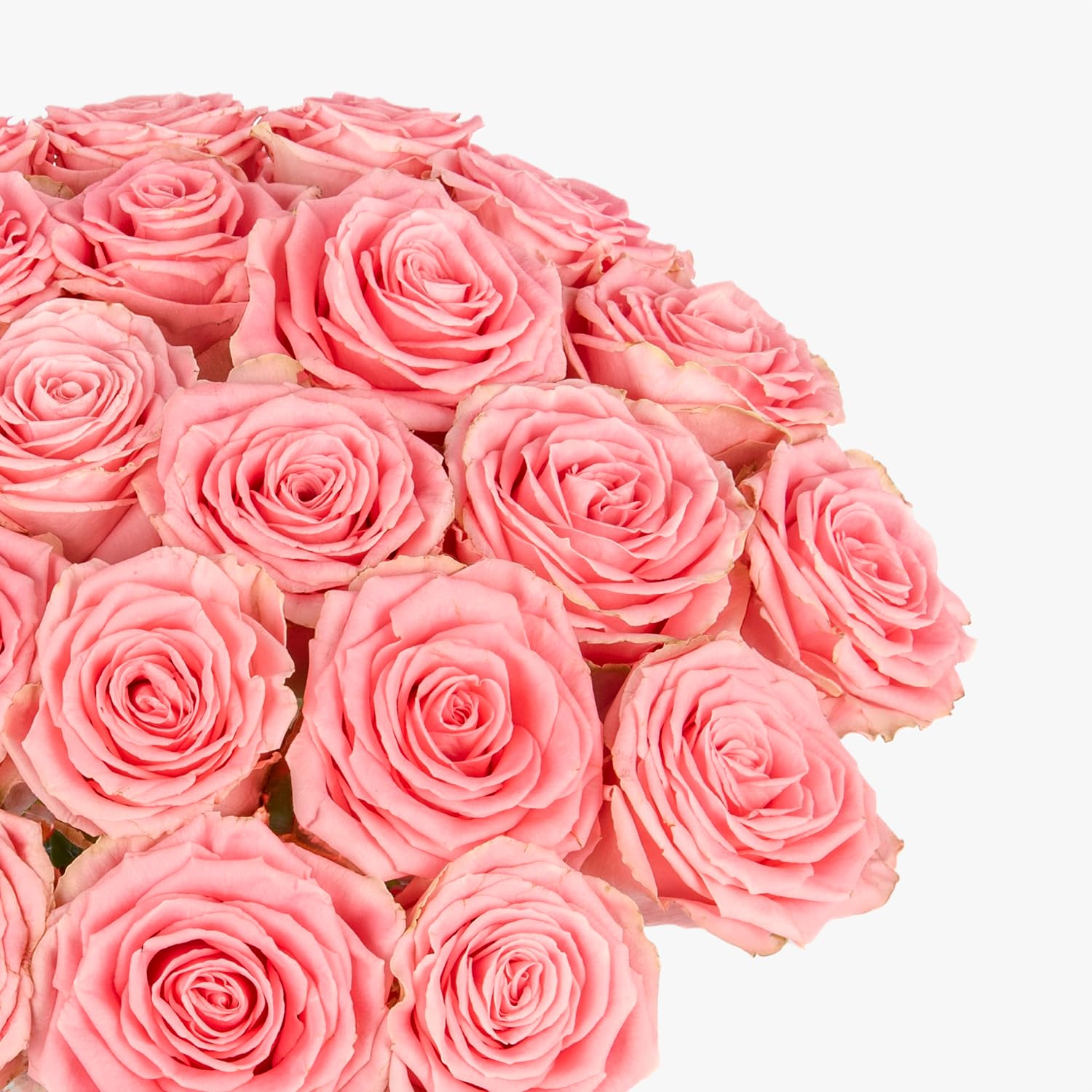 24 roses roses Sophia Loren de luxe - Fleurs coupées fraîches à longues tiges de qualité supérieure, grand bouquet de roses pour les occasions romantiques, les anniversaires et les occasions spéciales