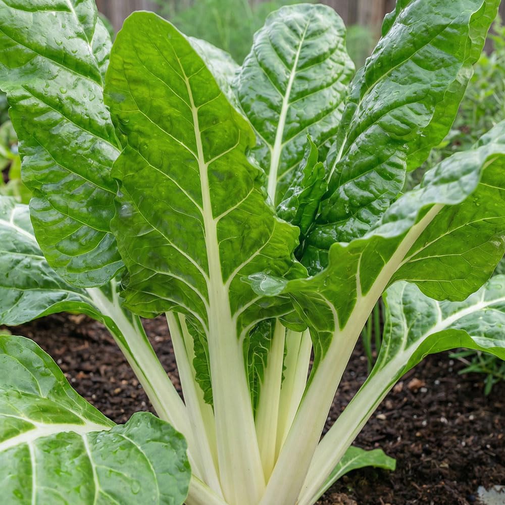 Organic Leaf Beet Swiss Chard Seeds – White Stem Leaf Vegetable Seeds – Fast Growing Cut & Come Again Greens – Ideal for Garden & Allotment