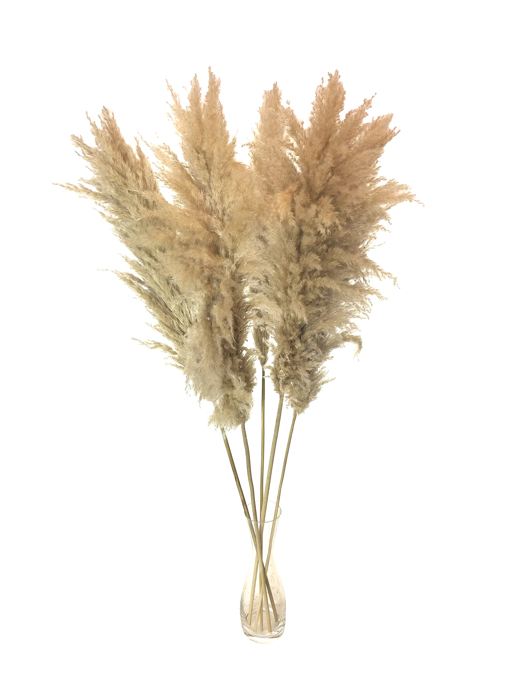Large Dried Fluffy Natural Pampas Grass Stems - Perfect for Boho Home Decor Flower Arrangements and Wedding Decorations - 5 Premium White stems