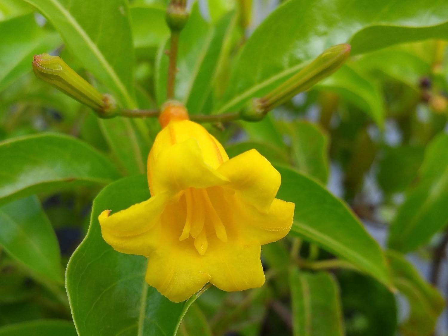 Bahama Firebush - Hamelia cuprea Live Tropical Plant - Yellow Orange Flower - Emerald Goddess Gardens - Starter Sz 4 Inch Pot