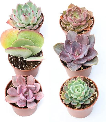 Miniatura 3 de Coloridas suculentas paquete de 6  Surtido de 2 pulgadas  Plantas suculentas vivas  Suculentas totalmente enraizadas