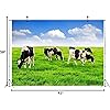 Product Photo 8