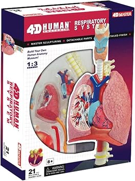 4D Respiratory System Lung Model of 21 Removable Parts Medical Teaching Model