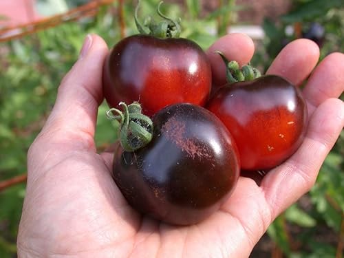 Semillas Cherry Tomate Black Early Vegetable para plantar reliquia sin OMG