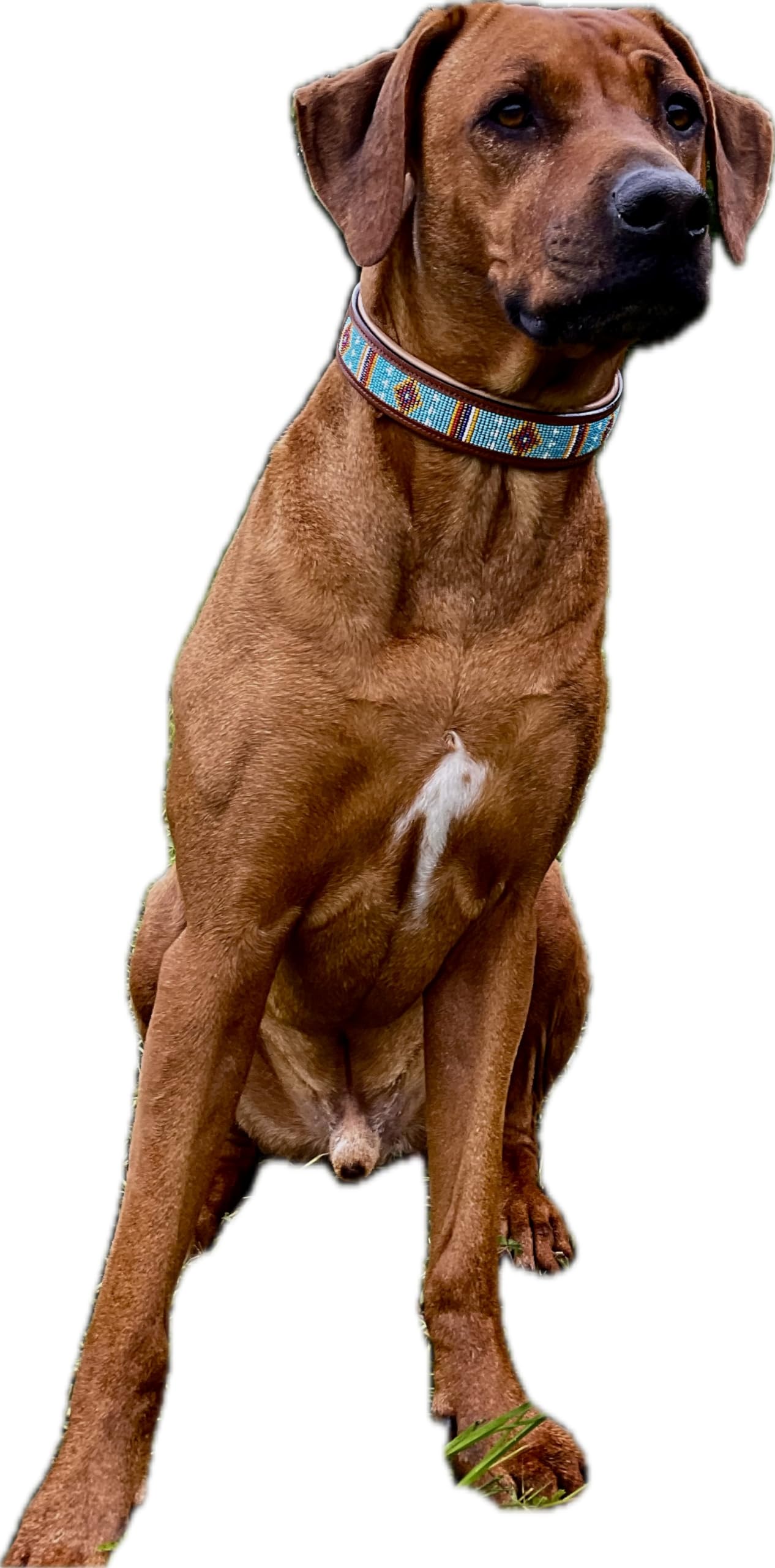 Hundehalsband African Sky, M - 55cm handgefertigt, Naturleder gepolstert, innen Nappaleder beige, L/B/H: 55 x 3,8 x 0,8cm - Kay-line Collection
