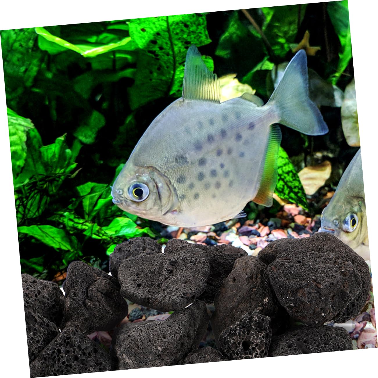 Amazon | Milisten 1 パック 黒い火山岩 黒い溶岩石 火の岩 装飾的な