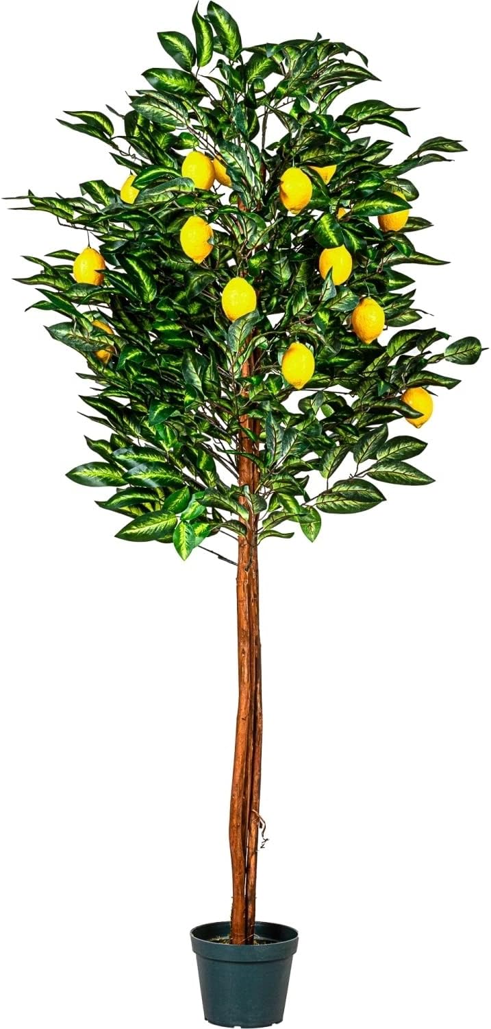 ML-Design Knstlicher Zitronenbaum 160 Cm - Realistisch Mit Frchten,  Pflegeleichte Kunstpflanze Im Topf Fr Wohnzimmer, Bro & Drauen ML-Design  Zitronenbaum 160cm