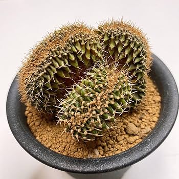 Amazon.co.jp: LB2178綴化！ビッグサイズ！多肉植物 サボテン