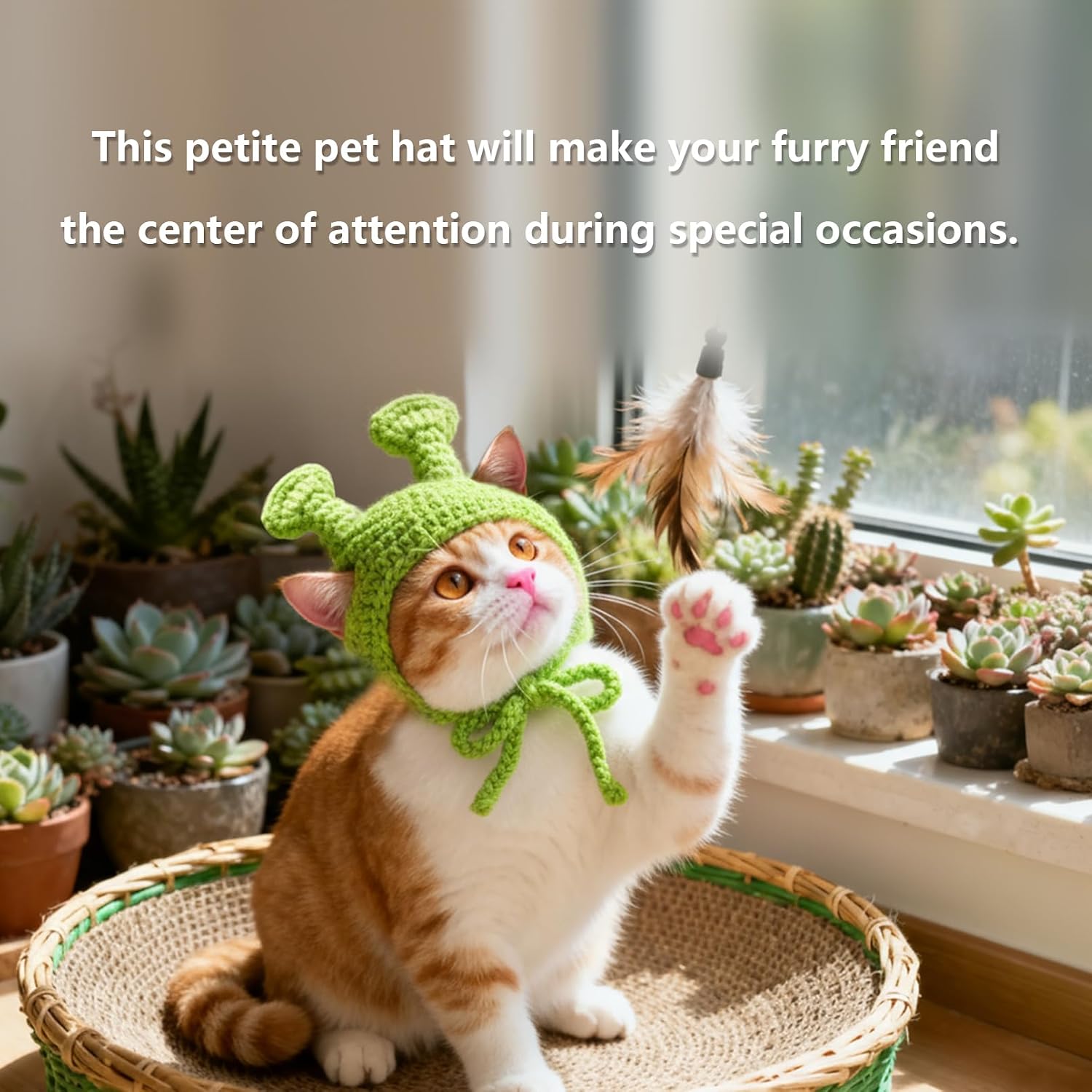 Image not found