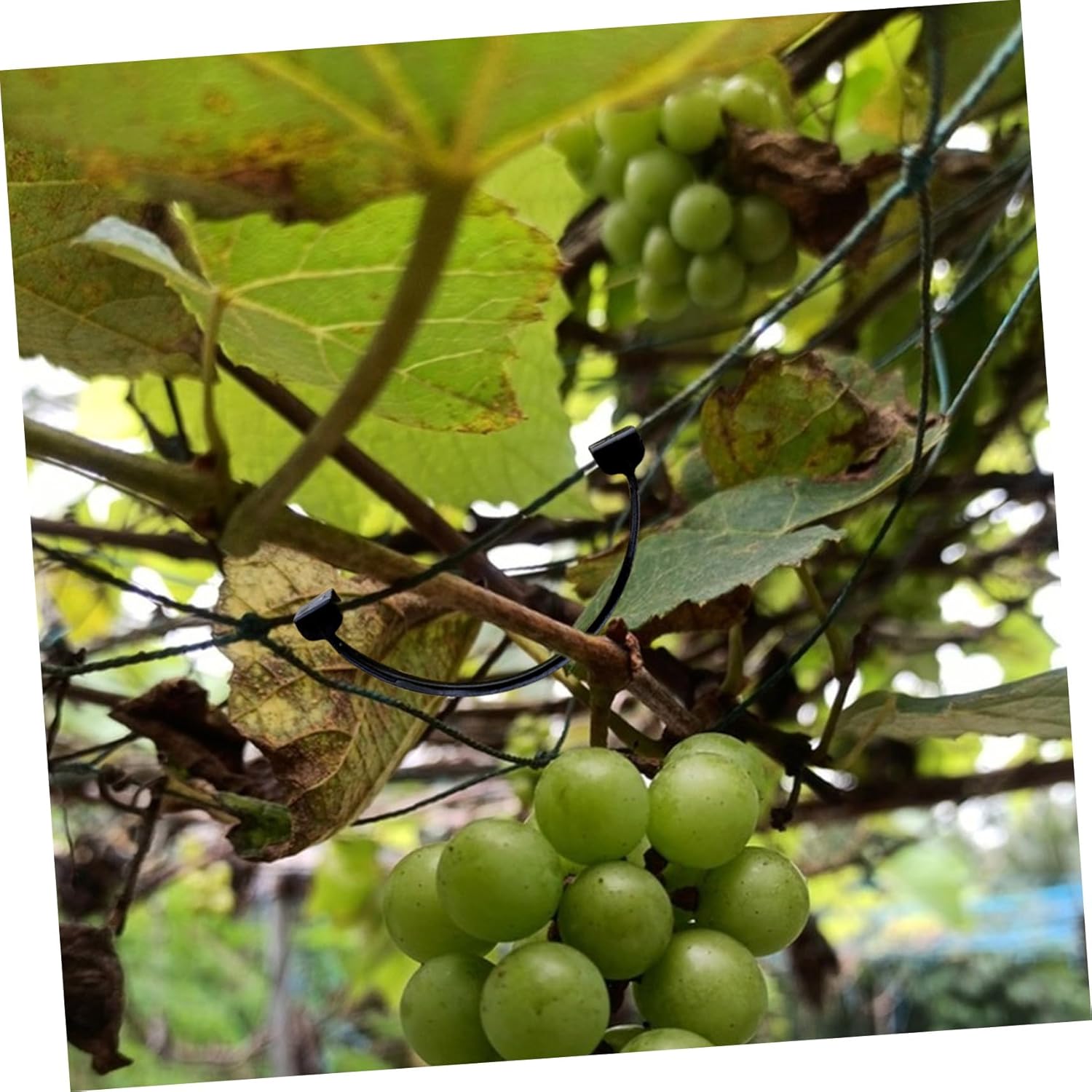 1bag Grape Plant Support Clip Plastic Vine Stem Clamp Plant Fixing Clip for Wall Garden Stem Support