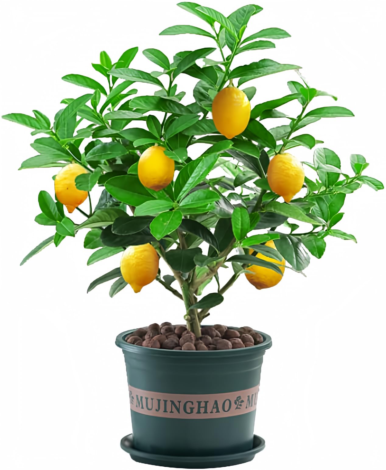 Live Plants Citrus Medica Perfume Lemon Trees Edible Citrus Fruit Landscaping Seedling - 18 inch Height for Yards and Garden Decoration