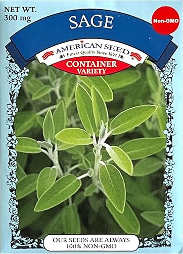 Salvia americana sin OMG