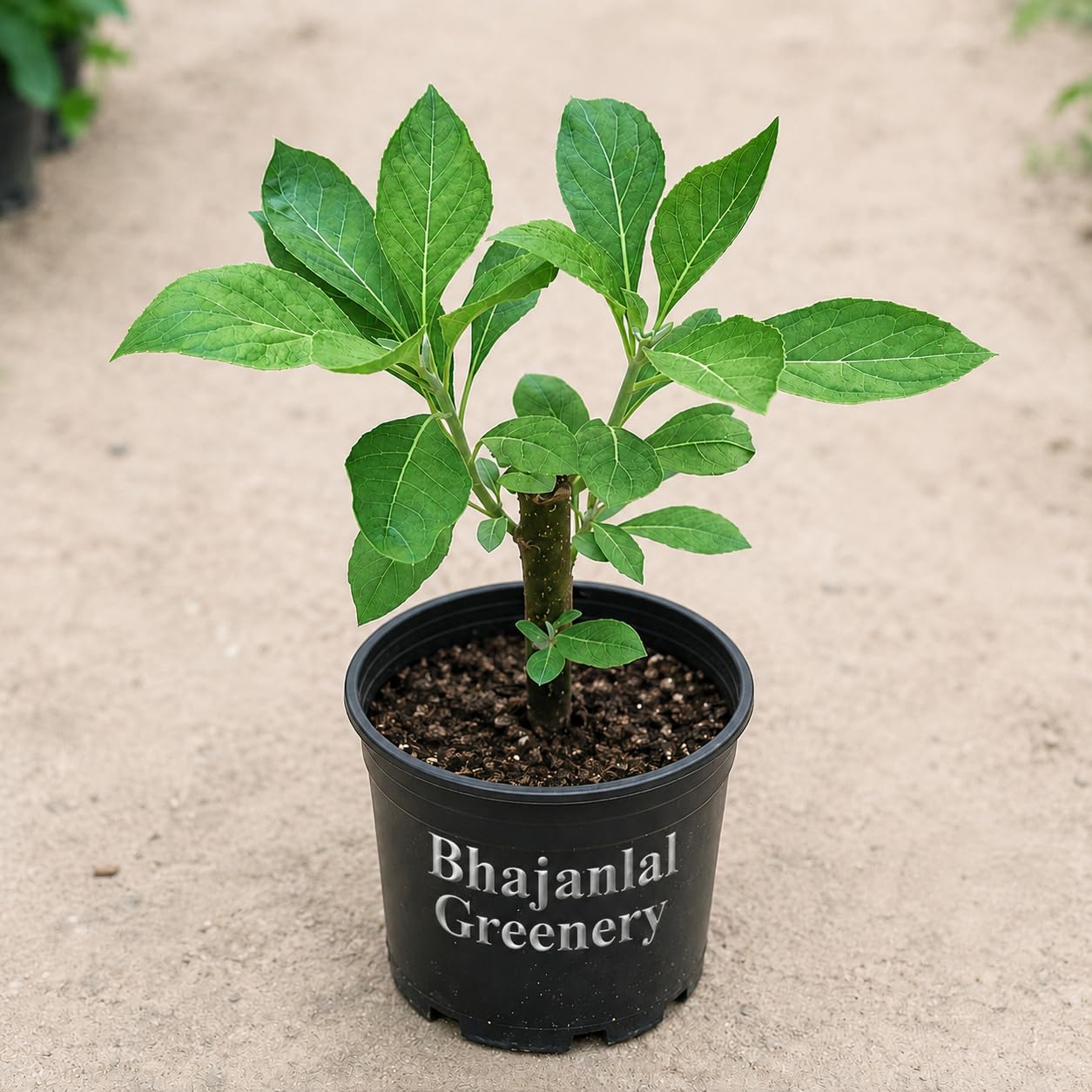 Bhajanlal Greenery Live Gurmar Plant (Gymnema Sylvestre) | Madhunashini Ayurvedic Herb for Sugar Management Support | Natural Herbal Plant for Home Garden | Healthy Medicinal Plant in Pot-image-6
