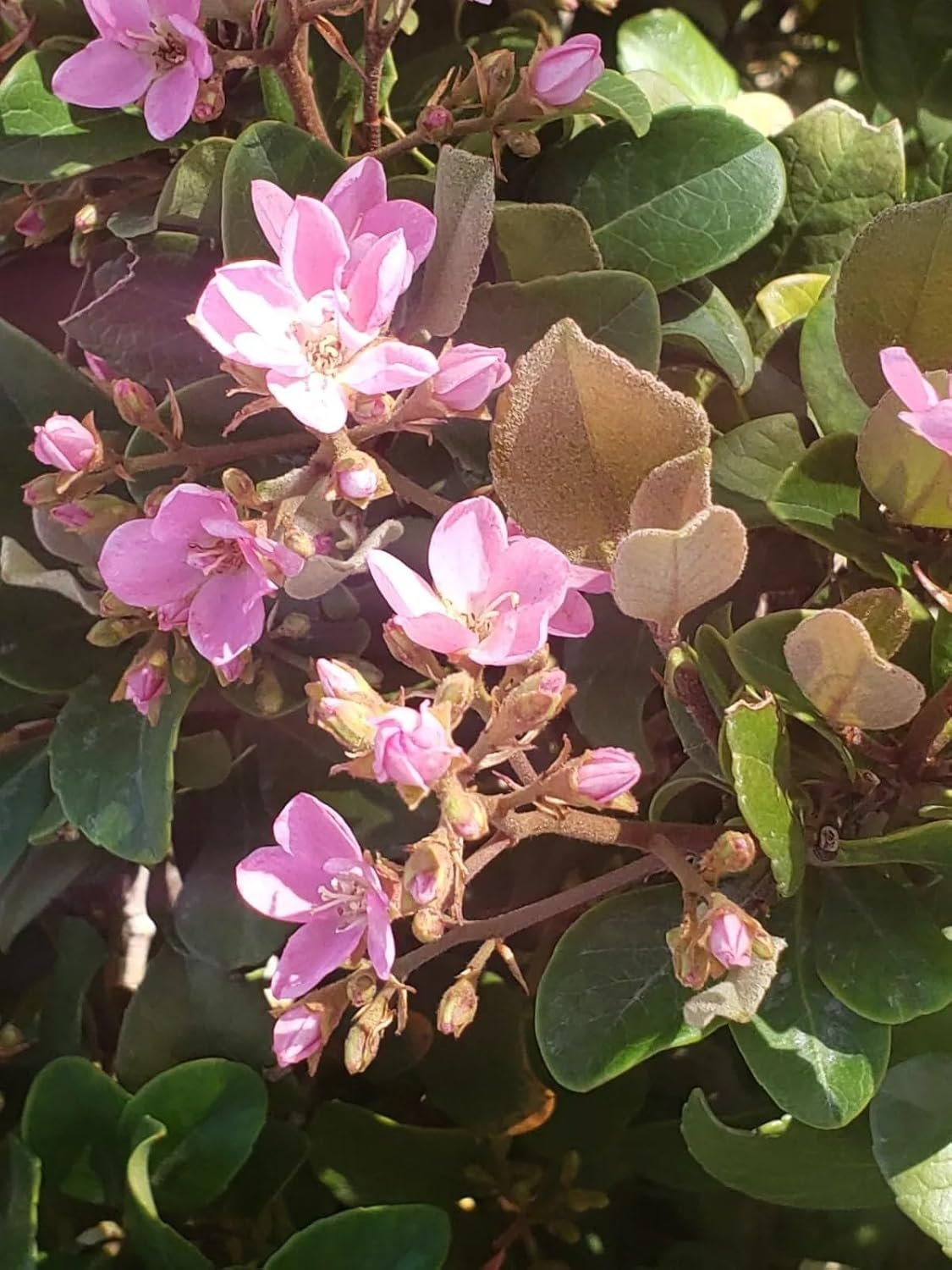 Indian Hawthorn Seeds (Rhaphiolepis Indica) - Pink Lady - 25 Seeds for Lush Gardens