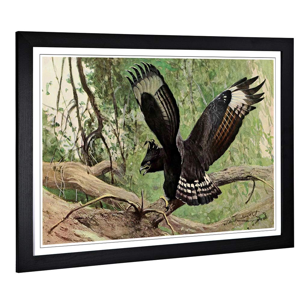 Big Box Art Framed Print of Vintage W Kuhnert Long-Crested Eagle Design | Wall Art Picture | Home Decor for Kitchen, Living Room, Bedroom, Hallway, Black, A2 / 24.5x18 Inch / 62x45cm