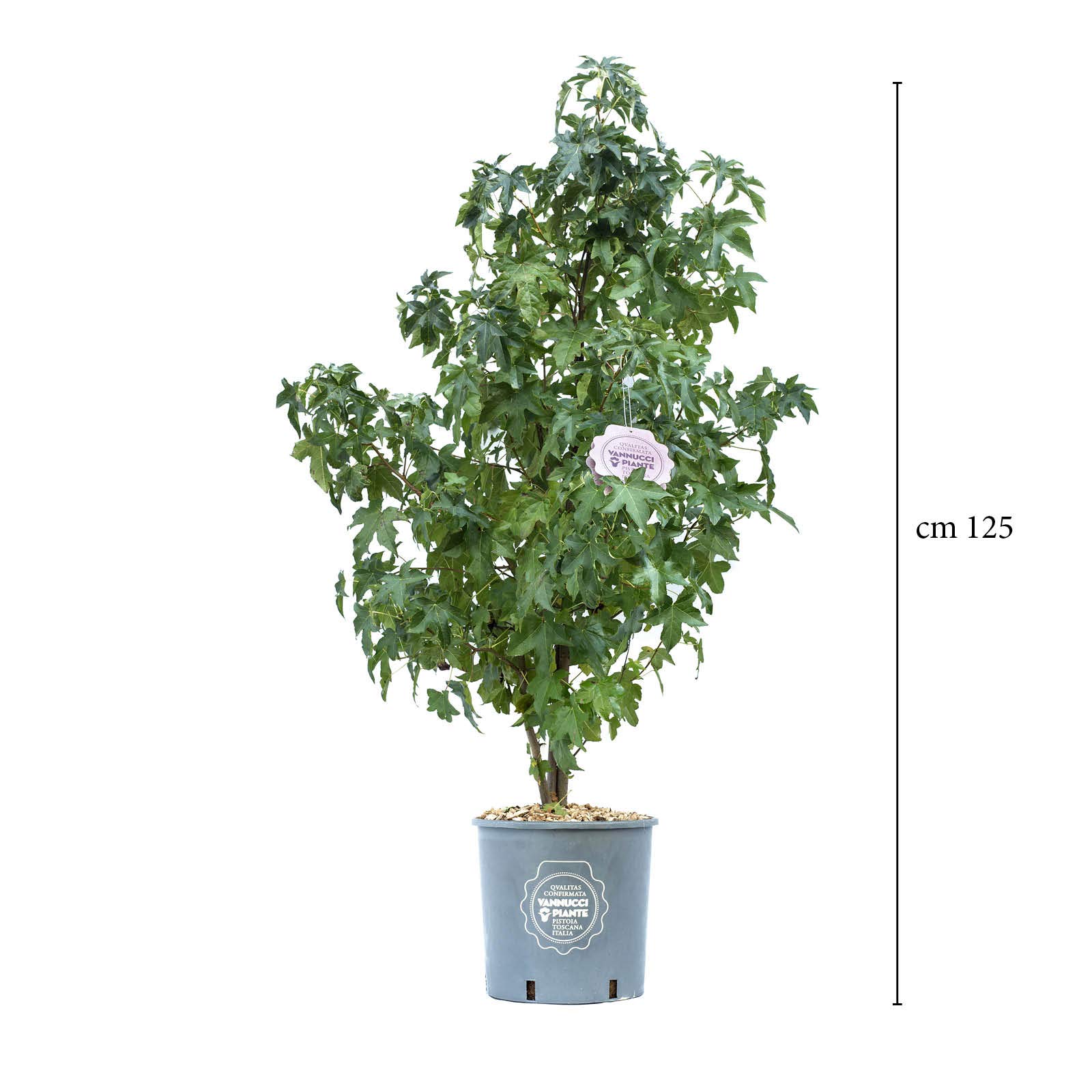 Vannucci Piante - Liquidambar styraciflua, Pianta vera in vaso, Albero a foglia caduca