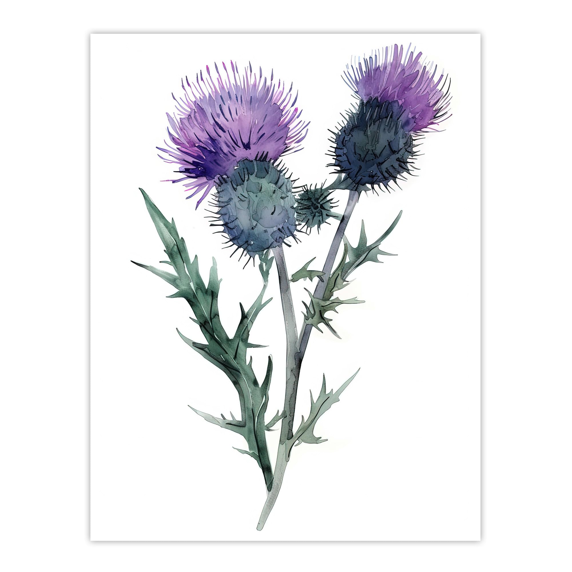 Artery8 Two Scottish Thistle Flower Blooms Watercolour Living Room Extra Large XL Wall Art Poster Print